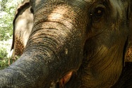 Mae Taeng Elephant Park, Thailand