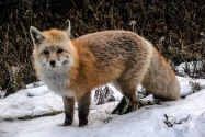 Red Fox, Mt. Rainer, Washington