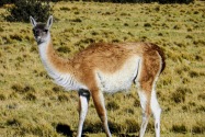 Guanaco, Peru