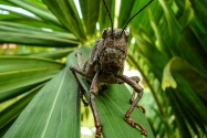 Cricket, Ecuado
