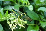 Cricket, Ecuado