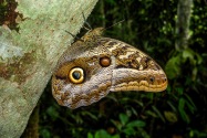 Butterfly, Ecuador