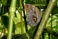 Butterfly, Ecuador