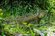 Iquana, Panama