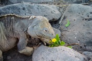 Land Iguana, Galapagos Islands