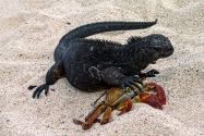 Marine Iguana, Galapagos Islands