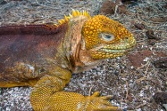 Golden Iguana, Galapagos Islands