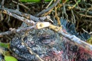 Land Iguana, Galapagos Islands