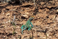 Collared Lizard, CO