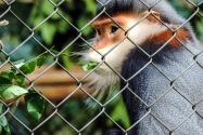 Langur, Vietnam