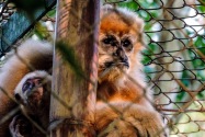 Langur, Vietnam