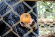 Langur, Vietnam