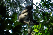 Langur, Thailand