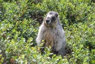Marmot, Alaska