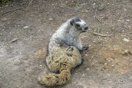 Marmot, Alaska
