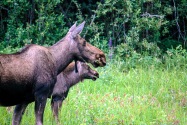 Moose, Alaska