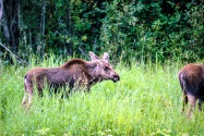 Moose, Alaska