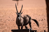 Oryx Namibia