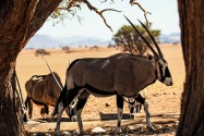 Oryx Namibia