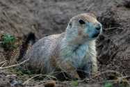 Prairie Dog, WY