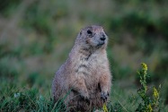 Prairie Dog, WY