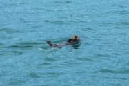 Sea Otter, Alaska