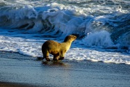 Sea Lion, CA