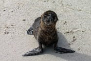 Sea Lion, Galapagos Islands