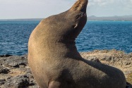 Sea Lion, Galapagos Islands