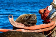 Sea Lion, Chile
