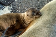 Sea Lions, Galapagos Islands
