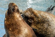 Sea Lions, Chile