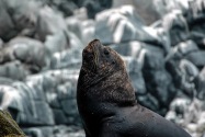 Sea Lion, Chile