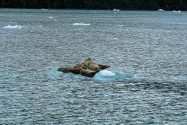 Harbor Seals, Alaska
