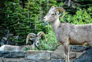 Big Horn Sheep, MT