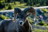 Big Horn Sheep, MT