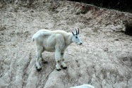 Mountain Goat, Canada