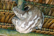 Sloth, Amazon Jungle, Peru