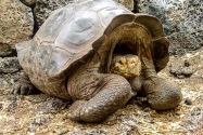 Galapagos Giant Tortoise, Galapagos Islands