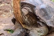 Tortoise, Galapagos Islands