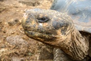 Tortoise, Galapagos Islands