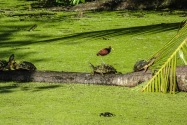 Turtle, Panama