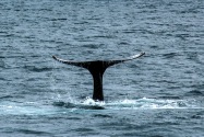 Blue Whale, Channel Islands