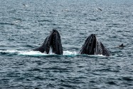 Humpback Whale, Channel Islands