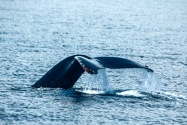Humpback Whale, Alaska