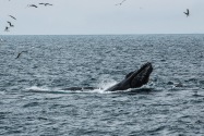 Humpback Whale, Channel Islands