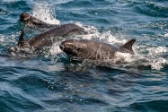 False Killer Whale, CA