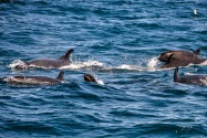False Killer Whale, CA