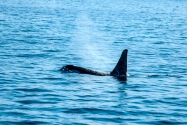 Orka, Alaska