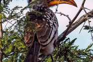 Hornbill Namibia